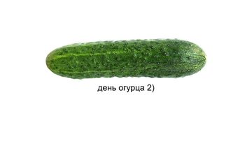 День огурца 2