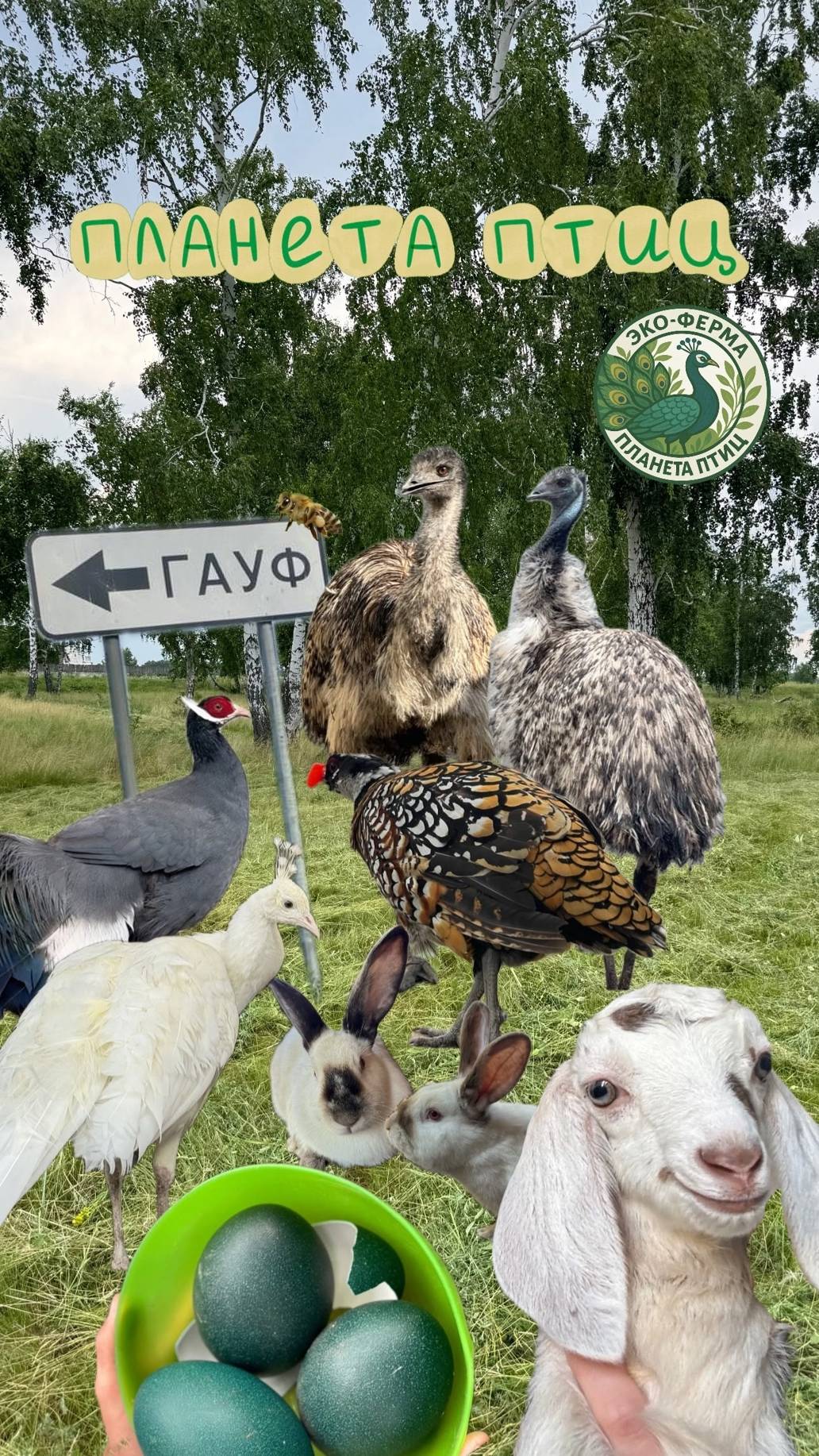 Экскурсия дегустация в д. Гауф