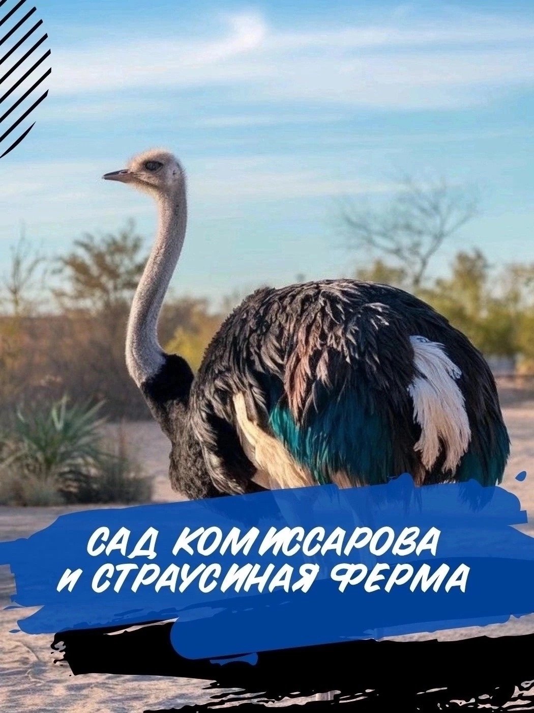 Сад Комиссарова и сибирское сафари