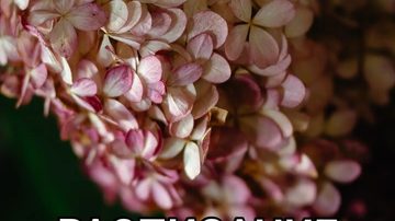Выбор роддома и команды на роды